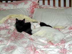 Mrs_lilly_white_and_felix