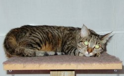 Coco_the_pussycat Coco_the_pussycat