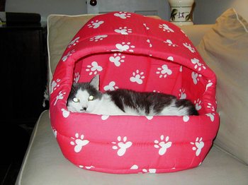 Lucys_new_bed