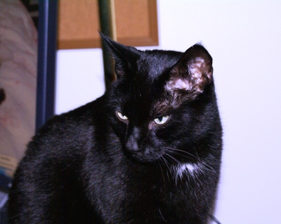 Felix_chillin