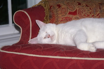Sleepy_rainy_sunday