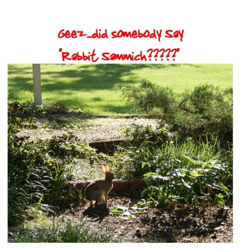 Peter_the_rabbit_2_2