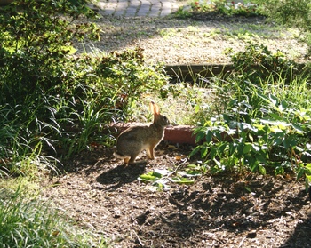 Peter_the_rabbit_3