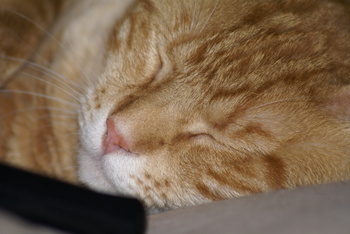 Fergie_catches_some_zzzzz