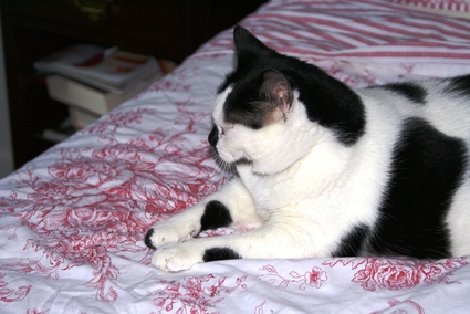 Elsie_is_a_meditatin_2 Elsie_is_a_meditatin_2