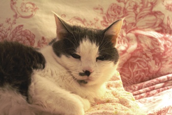 Beautiful_miss_lucy