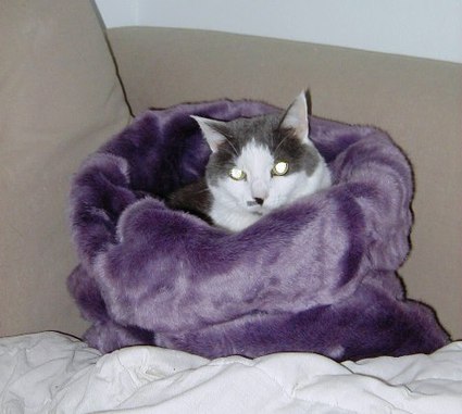 Lucy_in_her_new_fancy_bed_2