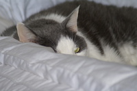 Do_not_disturb