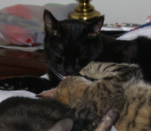 Felix_slips_mazie_some_tongue