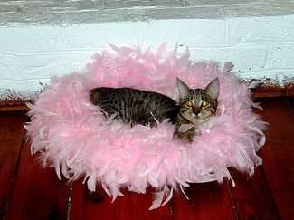 Mademoiselle_coco_chanel