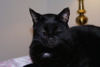 Felix_the_magical_cat