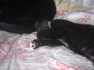 Freddy_is_very_tired_of_waitin_on_s