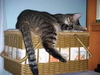 Mazie_snoozin