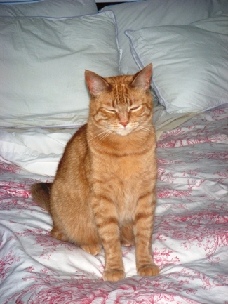 Georgie_p_small_2