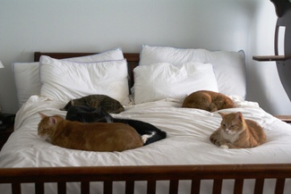 Cozy_on_the_big_bed_small Cozy_on_the_big_bed_small