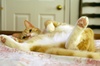 Buzzy_2_small