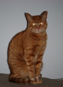 Georgie_6 Georgie_6