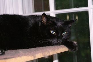 Felix_the_magical_cat