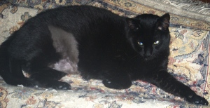 Felix_after_ultrasound_2