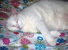 Mrs_lilly_white_in_training_3 Mrs_lilly_white_in_training_3