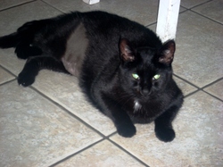 Lookin_pitiful_with_my_belly_show_2