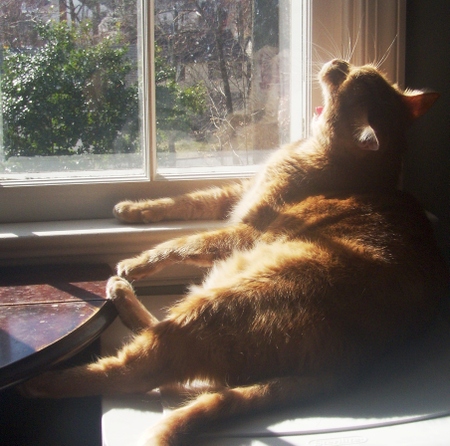 Gittin_ready_for_a_nap_in_the_warm_ Gittin_ready_for_a_nap_in_the_warm_