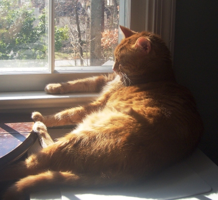 Snoozin_in_the_sunshine_small Snoozin_in_the_sunshine_small
