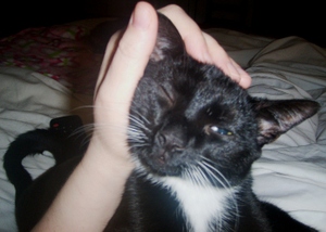 Freddy_the_funky_cat_2_2