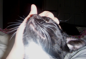 Freddy_the_funky_cat_3_2
