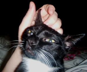 Freddy_the_funky_cat_4