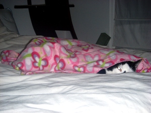 I_wonder_where_elsie_is_small I_wonder_where_elsie_is_small