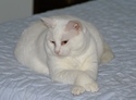 Mrs_lilly_white Mrs_lilly_white