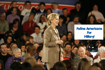 Feline_americans_for_hillary_edited