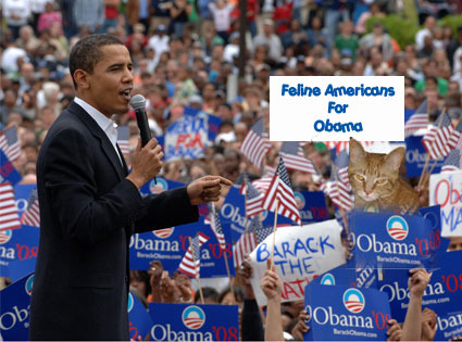 Feline_americans_for_obama