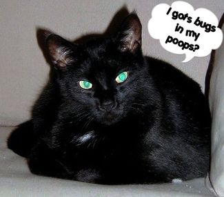 Bugs_in_my_poops