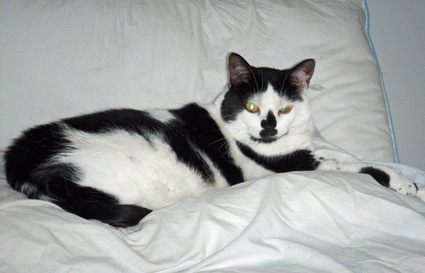 Elsie_fallulah_small Elsie_fallulah_small