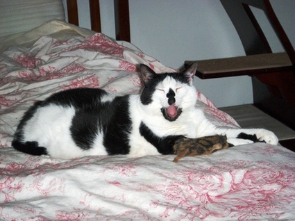 Mrs_sleepy_sleeperson_2 Mrs_sleepy_sleeperson_2