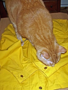 Mommys_yellow_jacket_small Mommys_yellow_jacket_small