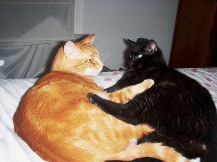 Felix_and_fergie_in_love_forever Felix_and_fergie_in_love_forever