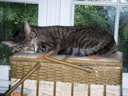 Mazie_grace_snoozin_on_mommys_sewin Mazie_grace_snoozin_on_mommys_sewin