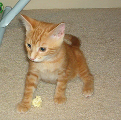 Baby_fergie_playin_2