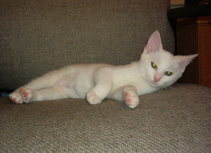 Baby_mrs_lilly_white