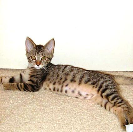 Baby_coco
