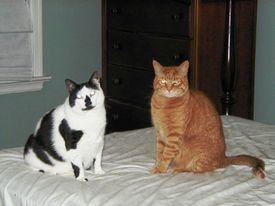 Georgie_p_and_elsie_fallulah