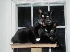 Elizabeth_taylor_and_felix