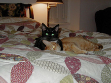 Elizabeth_taylor_and_georgie