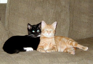Sisters_and_best_friends