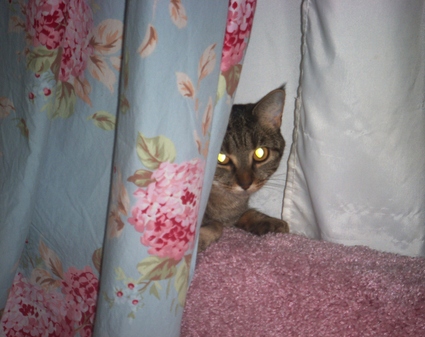 Cocos_hidey_place
