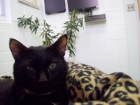 Felix_sittin_on_mommys_lap_2
