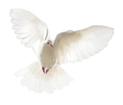Dove20sized_2